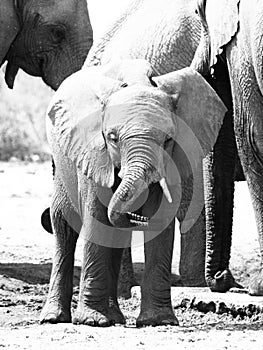 Young baby elephant playing with its trunk in the middle of herd, Etosha National Park, Namibia, Africa