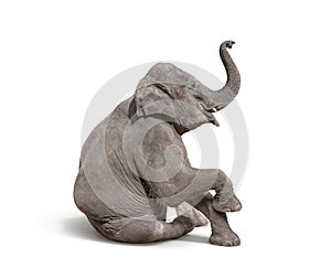 young baby elephant sit down to show isolated on white background