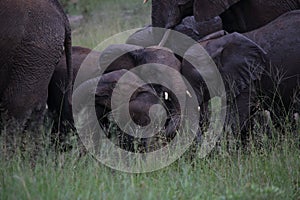 Young Baby Elephants Playing in Hwage National Park, Zimbabwe, Elephant, Tusks, Elephant`s Eye Lodge