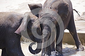 Young baby elephants playing together in the water