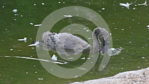 A young baby flamingo searches for food at sunset in the water in Al Ain, United Arab Emirates Phoenicopterus roseus.