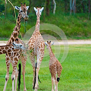 Young baby giraffe with its mother