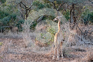 Young baby giraffe in Kruger National Park in South Africa