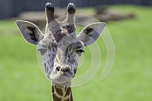 Young baby giraffe looking at camera. Head shot with focus on eyes.