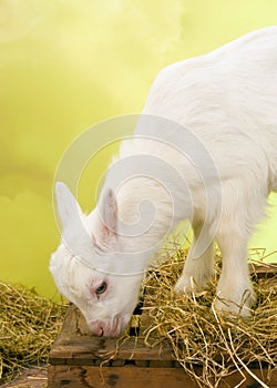 Young baby goat on old crate