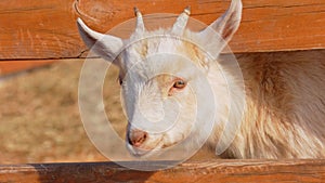 Young baby goat is seen standing next to a mature adult goat in a farm.