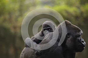 A young baby gorilla on the back of mother