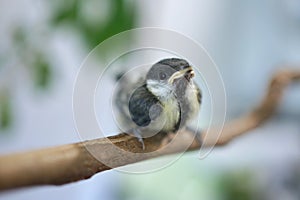 Young baby great tit with grey yellow plumage