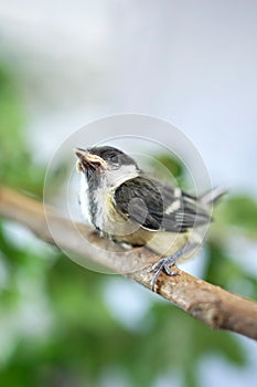 Young baby great tit with grey yellow plumage