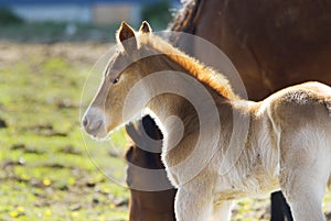 A young baby horse foul stands near her grazing mother