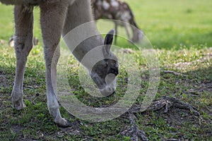 Young baby llama Lama glama portrait, beautiful hairy animal with amazing big eyes, light cream brown white color