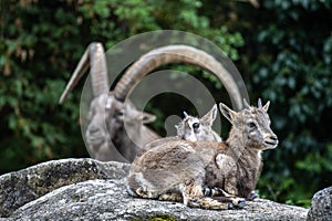 Young baby mountain ibex or capra ibex on a rock