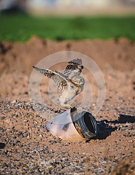 Burrowing owl youngster stretching his wings