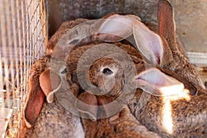 Young baby rabbits. Rabbits-cubs of the Gray Giant breed