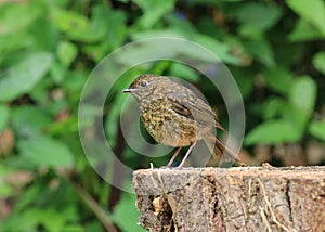 A young baby Robin sat on a log