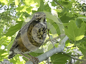 Young or baby robin in tree