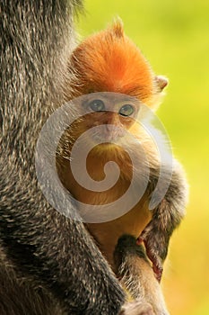 Young baby of Silvered leaf monkey, Sepilok, Borneo