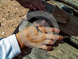 Young baby viviparous lizard or common lizard on child`s hand outdoors