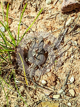 Young baby viviparous lizard or common lizard sunbathing on the sand