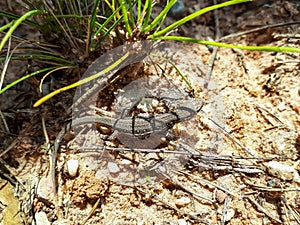 Young baby viviparous lizard or common lizard sunbathing on the sand