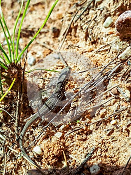 Young baby viviparous lizard or common lizard sunbathing on the sand