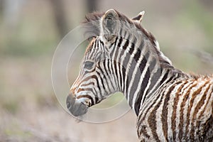 Young baby zebra foal portrait standing alone in nature