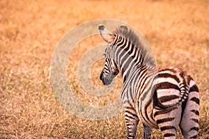 Young baby zebra with pattern of black and white stripes. Wildlife scene from nature in savannah, Africa. Safari in National Park