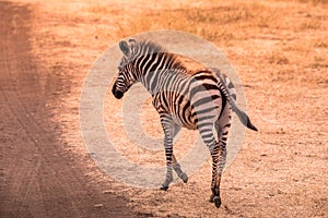 Young baby zebra with pattern of black and white stripes. Wildlife scene from nature in savannah, Africa. Safari in National Park