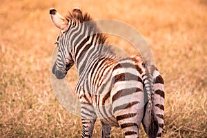 Young baby zebra with pattern of black and white stripes. Wildlife scene from nature in savannah, Africa. Safari in National Park