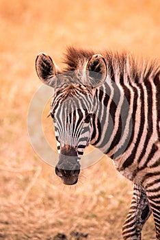 Young baby zebra with pattern of black and white stripes. Wildlife scene from nature in savannah, Africa. Safari in National Park