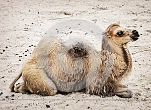 Young Bactrian camel - Camelus bactrianus