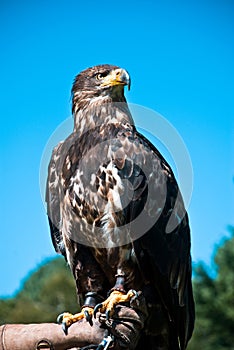 Young bald eagle