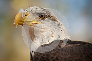 Young Bald Eagle