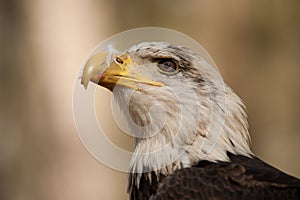 Young Bald Eagle