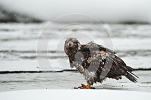 Young Bald eagle
