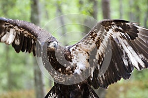 Young Bald Eagle