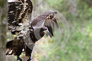 Young Bald Eagle