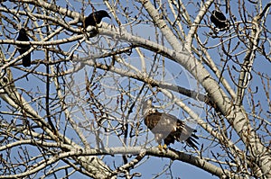 Young Bald Eagle Being Harassed by American Crows