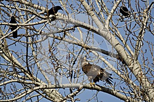 Young Bald Eagle Being Harassed by American Crows photo