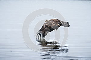 Young Bald Eagle in Flight over Water