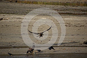 A young bald eagle flying at another eagle