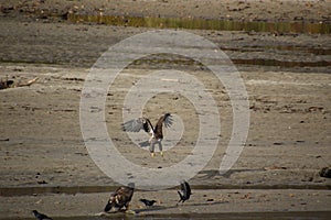 A young bald eagle flying at another eagle