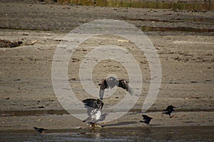 A young bald eagle flying at another eagle