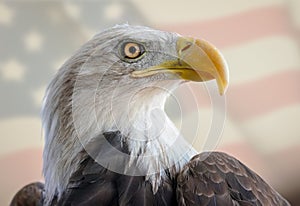 Young Bald Eagle in front of American Flag