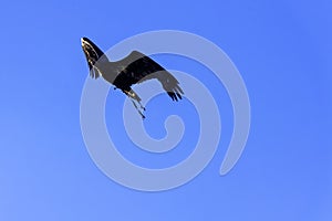 Flying young bald eagle in Warwick, UK