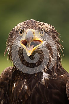 Young bald eagle looking at you