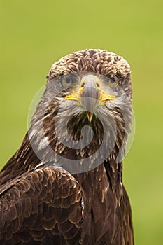 Young bald eagle looking at you