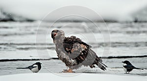 Young Bald eagle with magpie