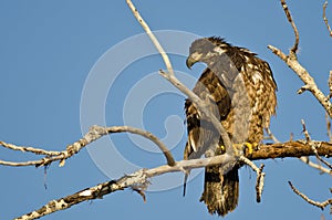 Young Bald Eagle Perched High in a Barren Tree