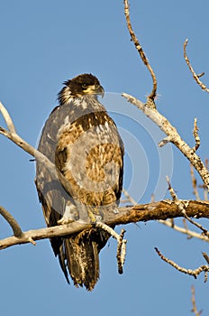 Young Bald Eagle Perched High in a Barren Tree
